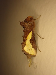 Thysanoplusia orichalcea