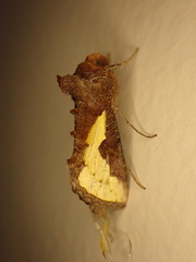 Thysanoplusia orichalcea