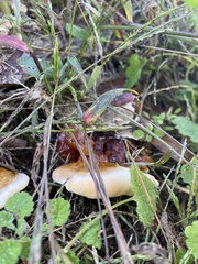 Ganoderma sessile