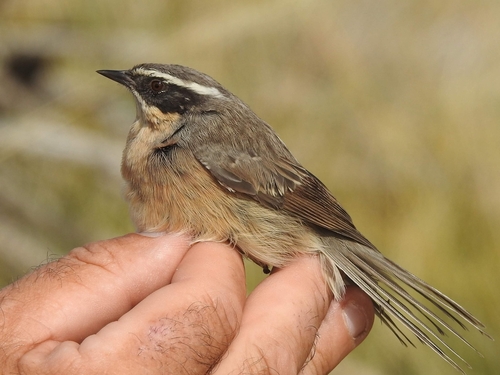 Brown Accentor (Prunella fulvescens), photo 7
