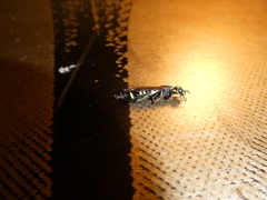 Xiphydria canadensis