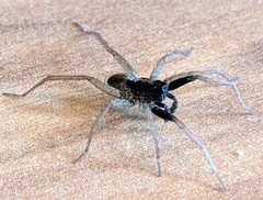 Pardosa