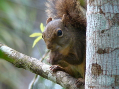 Sciurus aestuans
