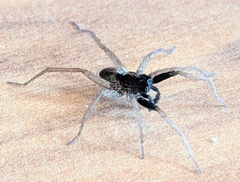 Pardosa