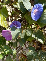 Ipomoea indica