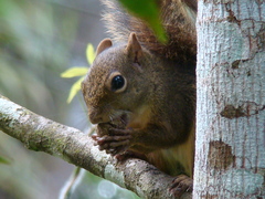 Sciurus aestuans