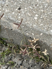 Dactyloctenium aegyptium