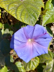 Ipomoea indica