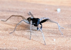 Pardosa