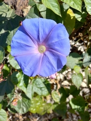 Ipomoea indica