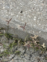 Dactyloctenium aegyptium