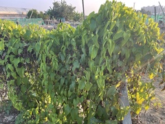 Dioscorea japonica