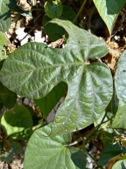 Ipomoea indica