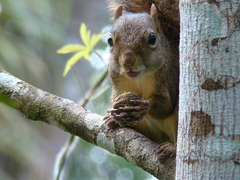 Sciurus aestuans
