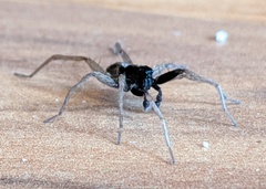 Pardosa