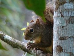 Sciurus aestuans