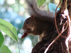 Sciurus aestuans