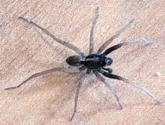 Pardosa