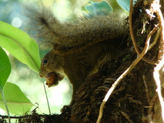 Sciurus aestuans