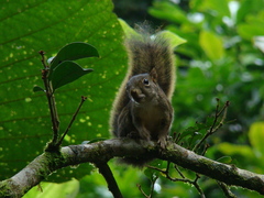Sciurus aestuans