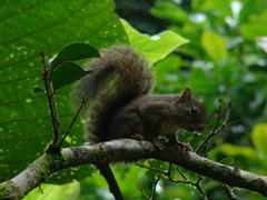 Sciurus aestuans