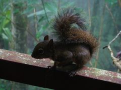 Sciurus aestuans