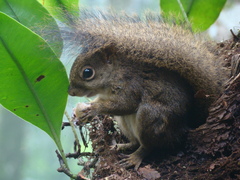 Sciurus aestuans