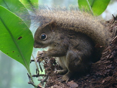 Sciurus aestuans