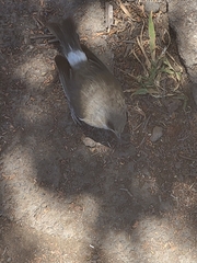 Zosterops borbonicus