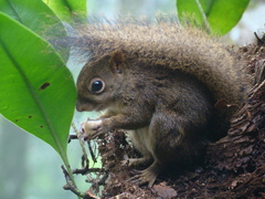 Sciurus aestuans