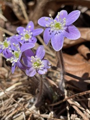 Hepatica