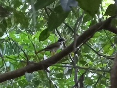 Arremon flavirostris