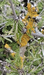 Teloschistaceae