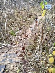 Eupatorium perfoliatum
