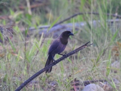 Cyanocorax cyanomelas