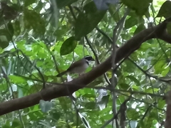 Arremon flavirostris