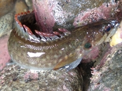 Acanthoclinus fuscus