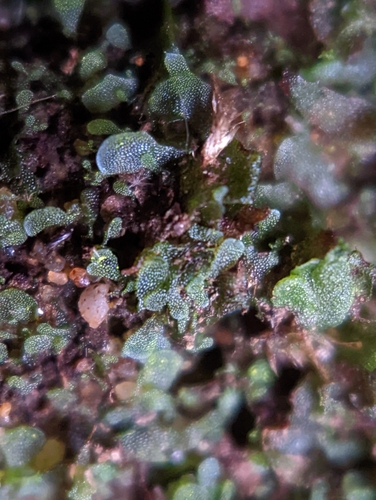 Image of Vittaria appalachiana by (c) Elias, some rights reserved (CC BY)