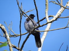 Cyanocorax violaceus