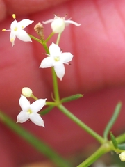Galium lucidum