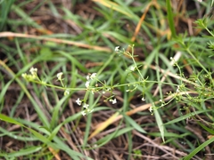 Galium lucidum