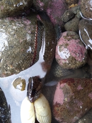 Acanthoclinus fuscus