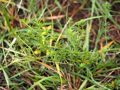 Galium lucidum