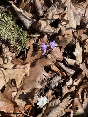 Hepatica