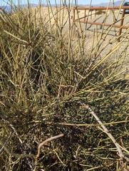 Ephedra californica