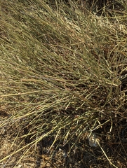 Ephedra californica
