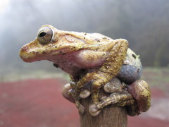 Charadrahyla taeniopus