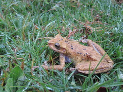 Charadrahyla taeniopus