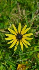 Arctotheca calendula