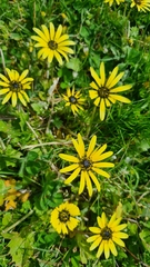 Arctotheca calendula